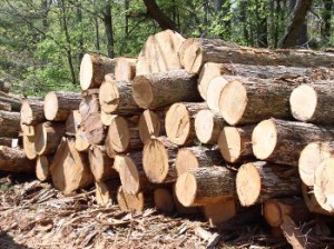 Timber and forestry ETFs offer growth, income, downside protection and diversification Timber and forestry ETFs offer growth, income, downside protection and diversification