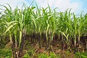 Teucrium launches agricultural commodity fund of ETFs Teucrium launches agricultural commodity fund of ETFs