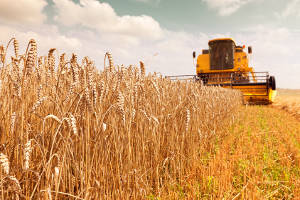Grain ETFs soar as corn, wheat and soybean sear in US Midwest heat wave Grain ETFs soar as corn, wheat and soybean sear in US Midwest heat wave