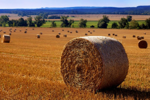 Don’t let roll yield erode your commodity returns