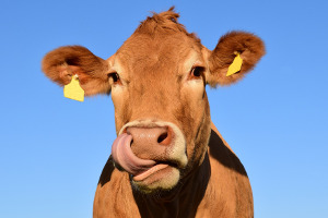 Pacer adds two new ‘Cash Cow’ ETFs